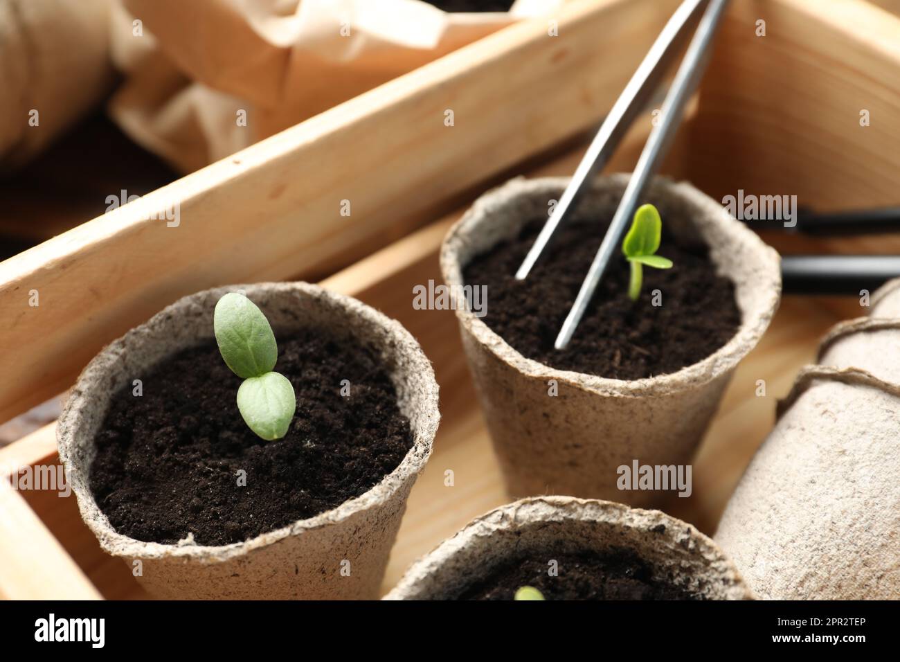 Young seedlings in peat pots in wooden crate Stock Photo - Alamy