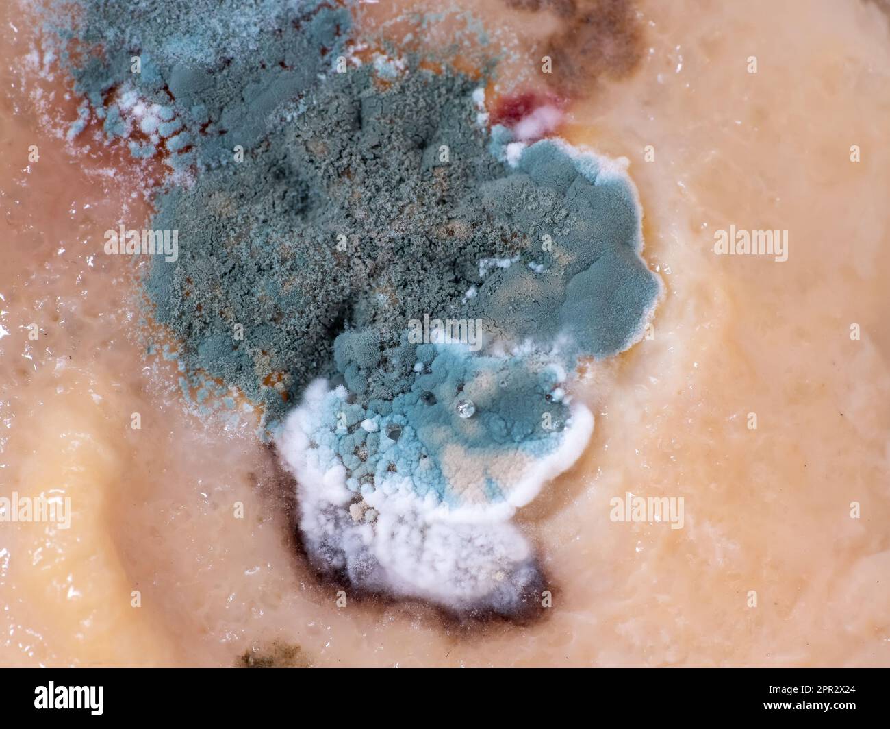 Mold and microorganisms on food, macro shot. Stock Photo