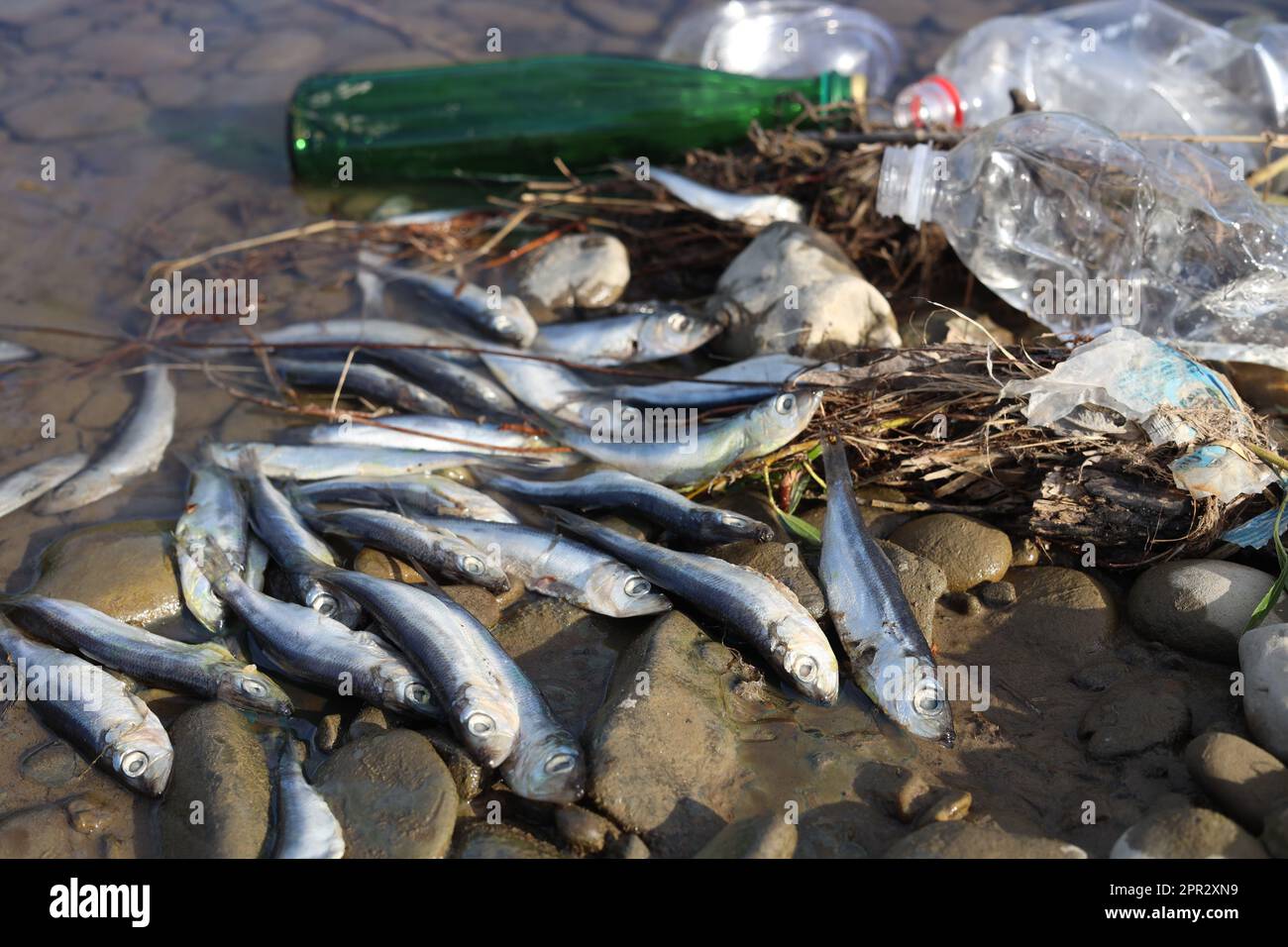 Dead fishes and trash near river. Environmental pollution concept Stock
