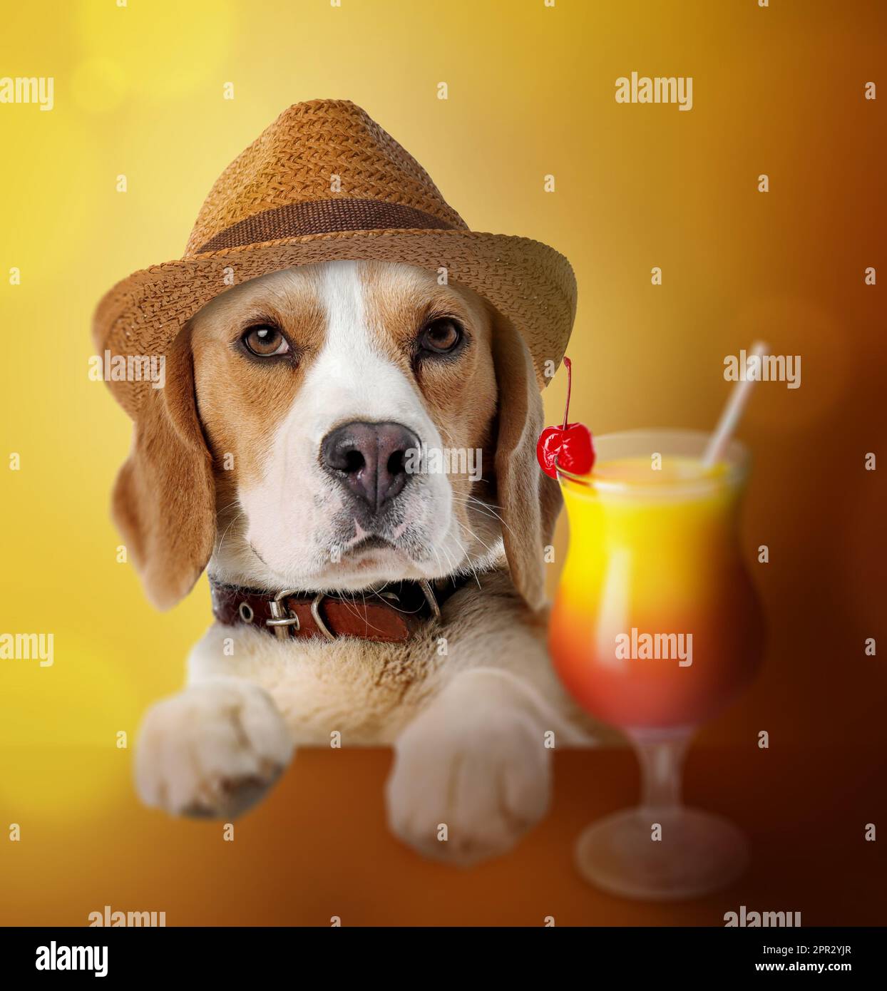 Cute dog in hat with cocktail on color background. Summer party Stock