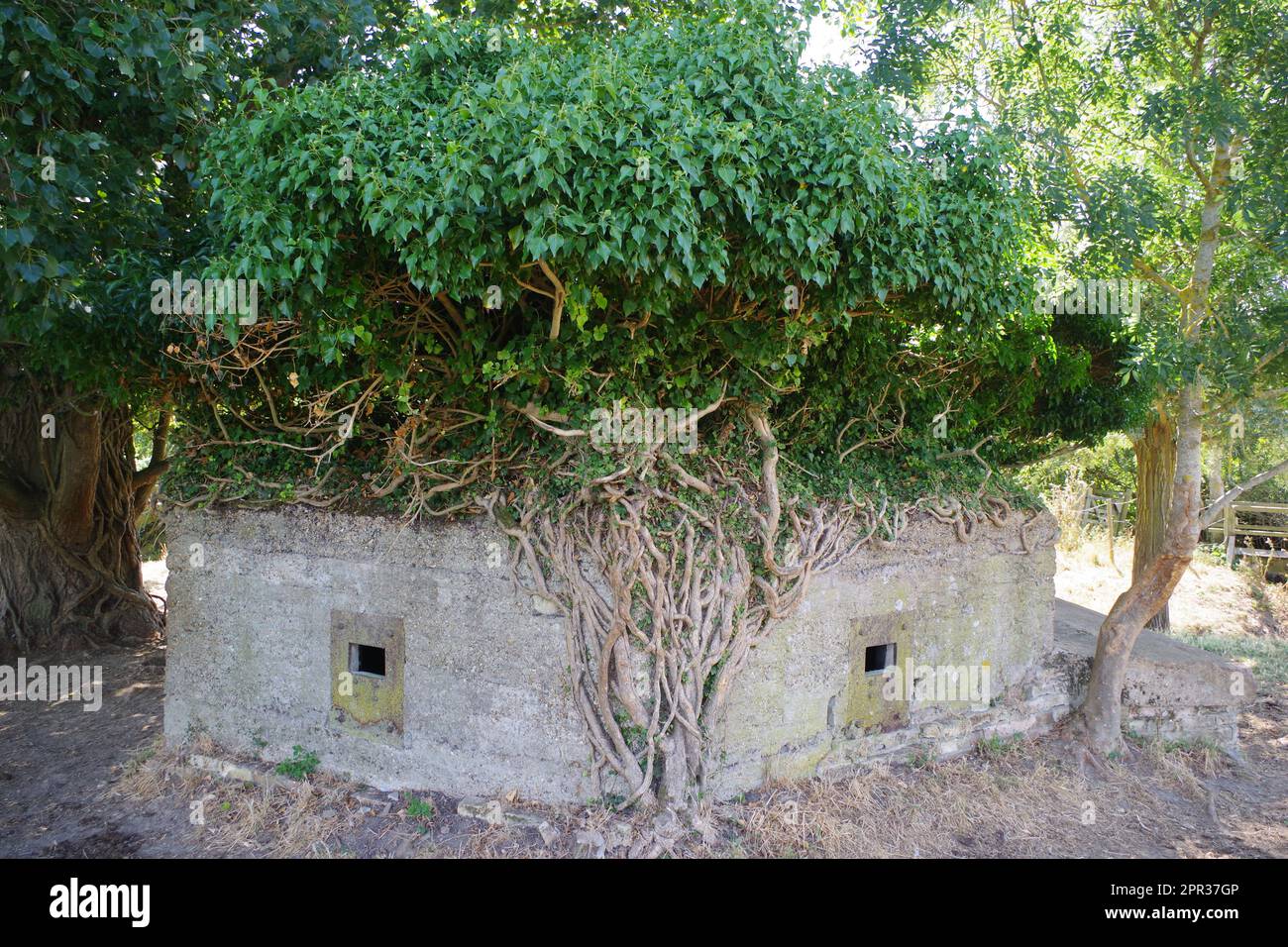 Pillbox and ivy near Sudbury, Suffolk Stock Photo