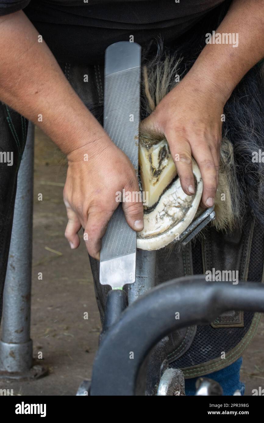 hands filing a horses hoof with a rasp Stock Photo Alamy