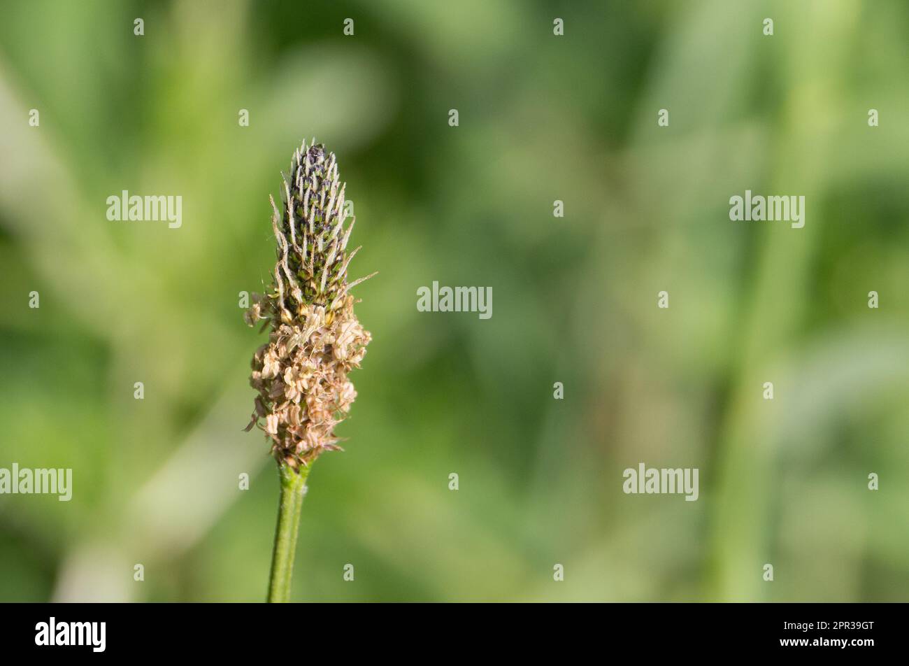 lamb's tongue English Plantain (Plantago lanceolata) seed head isolated