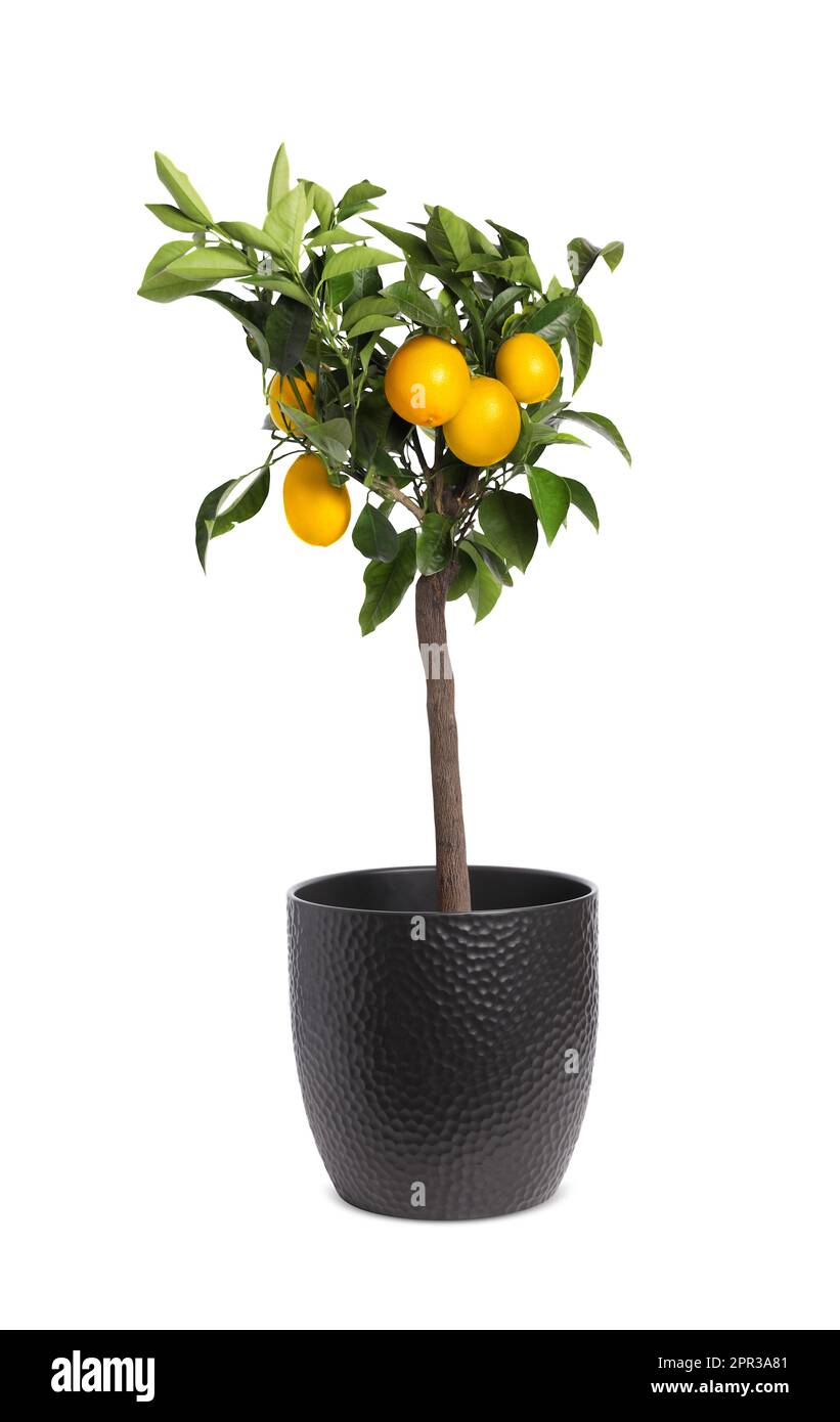 Lemon tree with ripe fruits in pot on white background Stock Photo - Alamy
