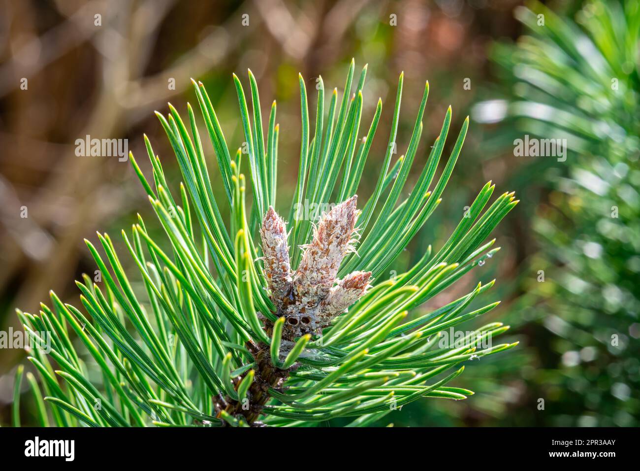 Detailed shot of a dwarf mugo pine with flared buds Stock Photo