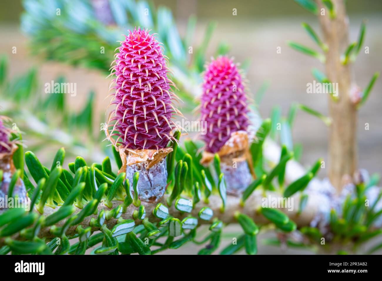 Detailed image of young purple cones of a Korean fir (Abies koreana) Stock Photo