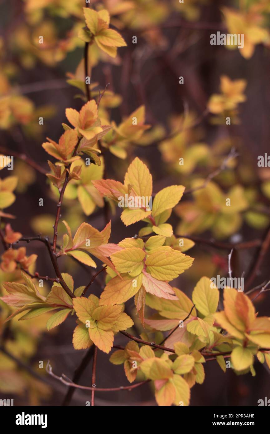 Branches with Yellow leaves.Spiraea japonica golden princess. Stock Photo