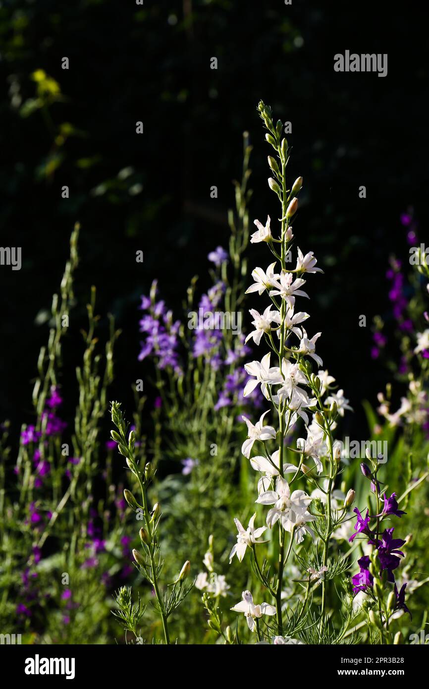 Forking text hi-res stock photography and images - Alamy