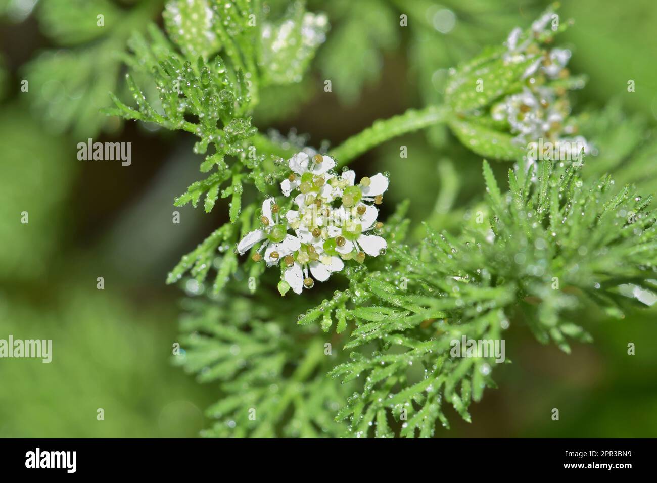 Shepherds Needle (Scandix pecten-veneris) plant flowers and leaves with water droplets. Invasive species native to Europe, but found globally. Stock Photo