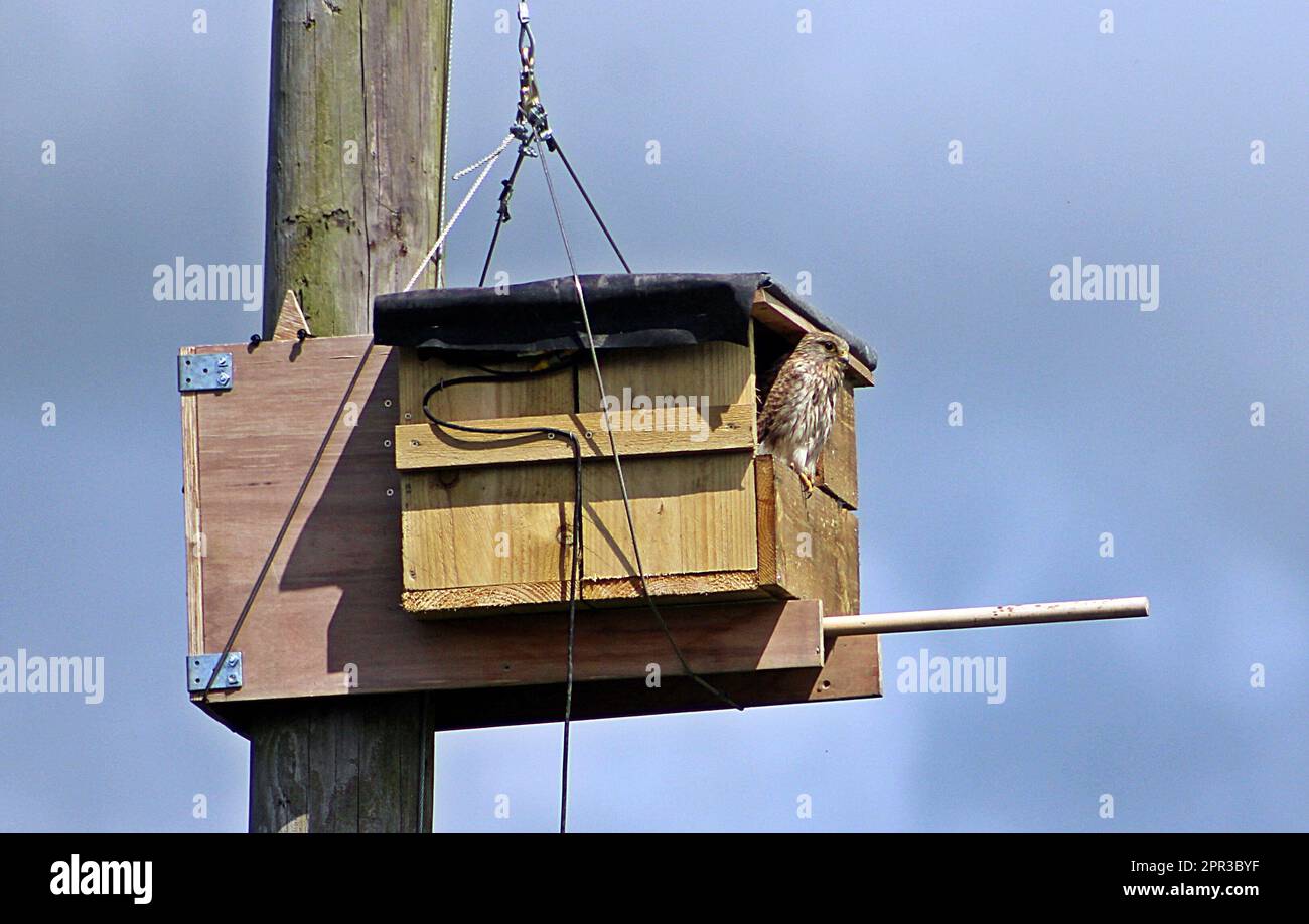 nest box for bird of prey high on a pole Stock Photo