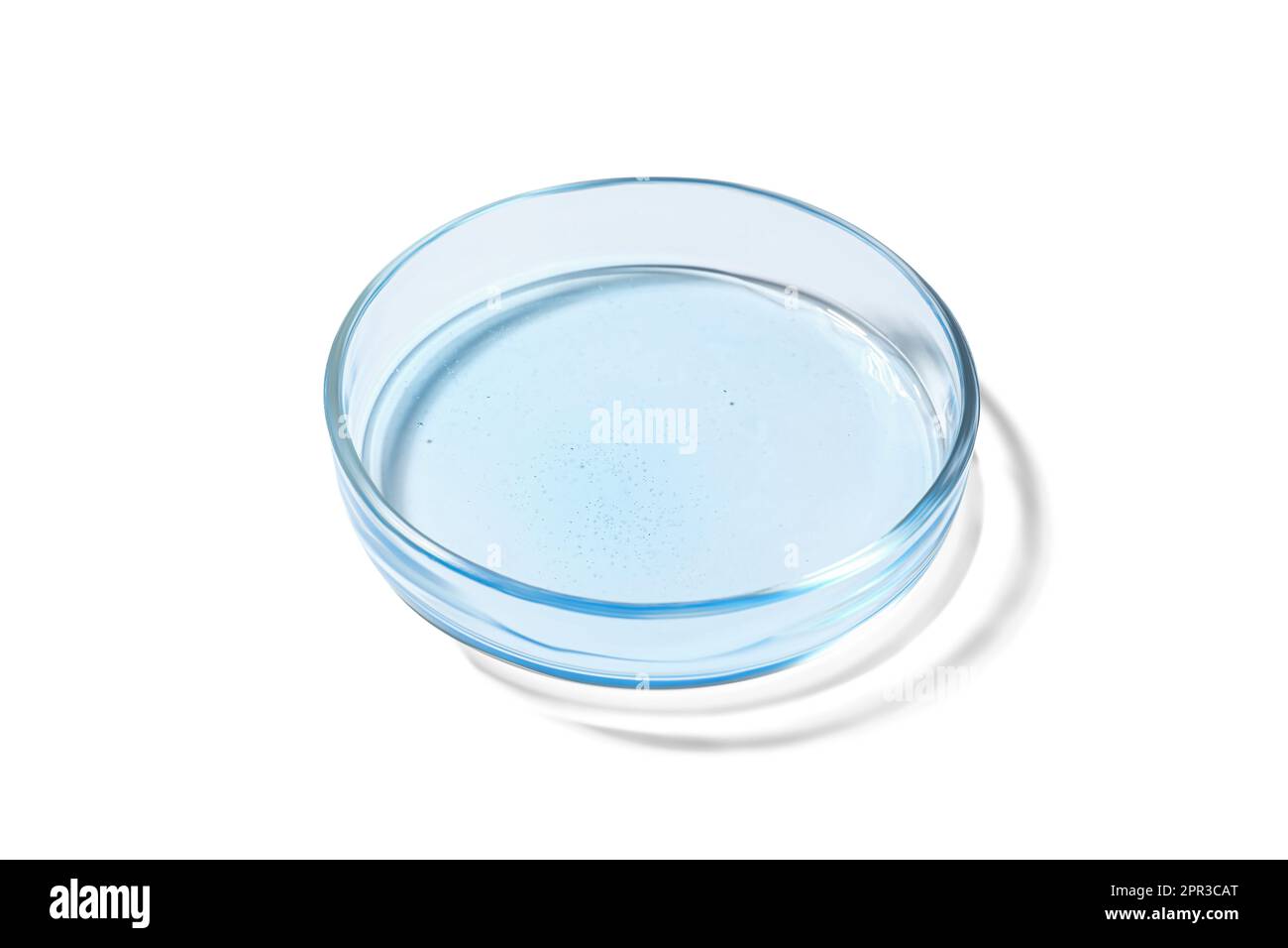 Petri dish with liquid on white background Stock Photo - Alamy