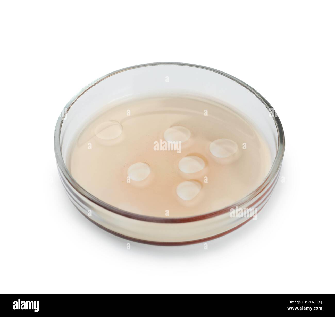 Petri dish with beige liquid isolated on white Stock Photo Alamy