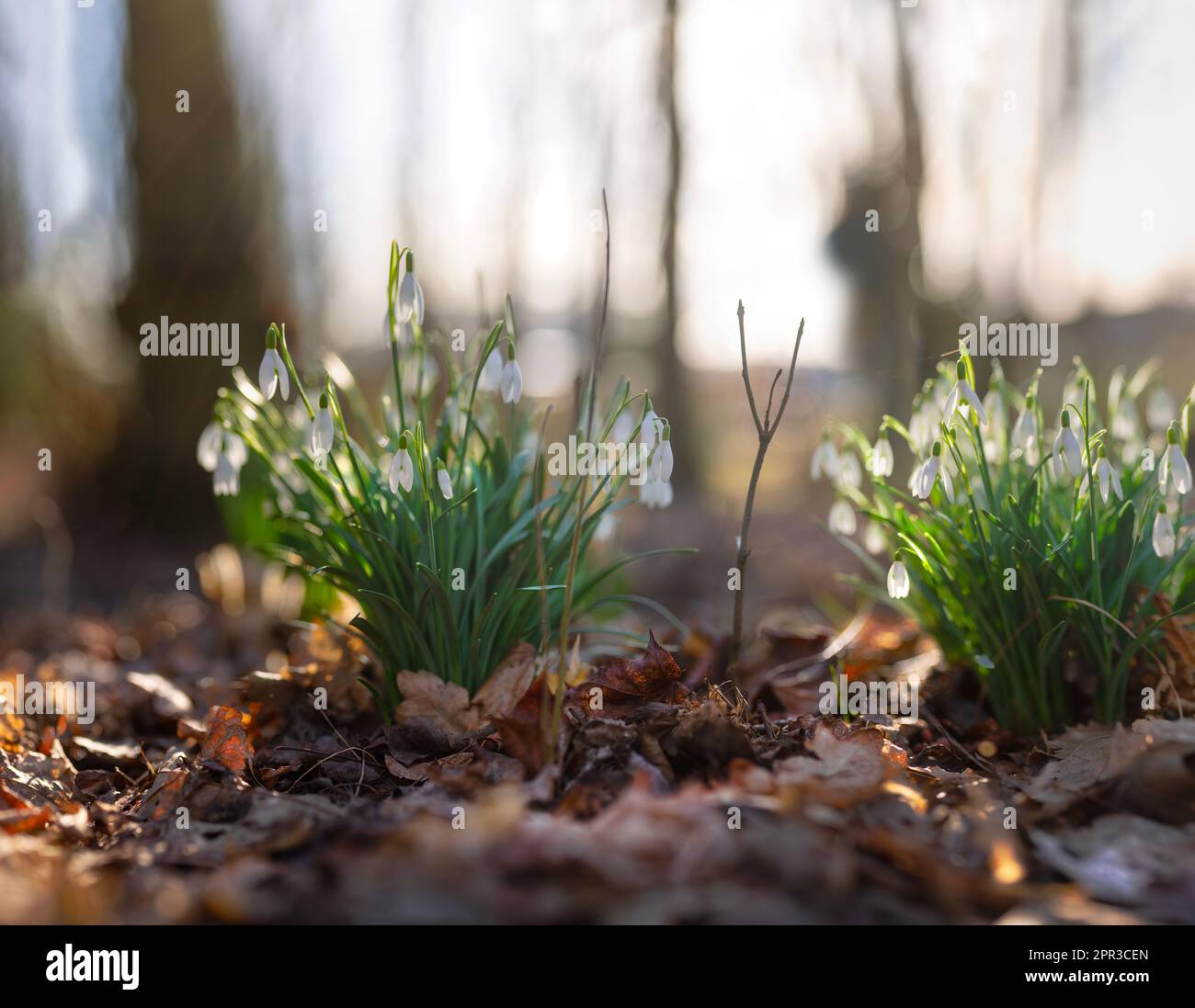 Close up of Snowdrops growing in an English wood. Early spring flowers growing in the dappled sunlight amongst trees in the Peak Districtcountryside Stock Photo
