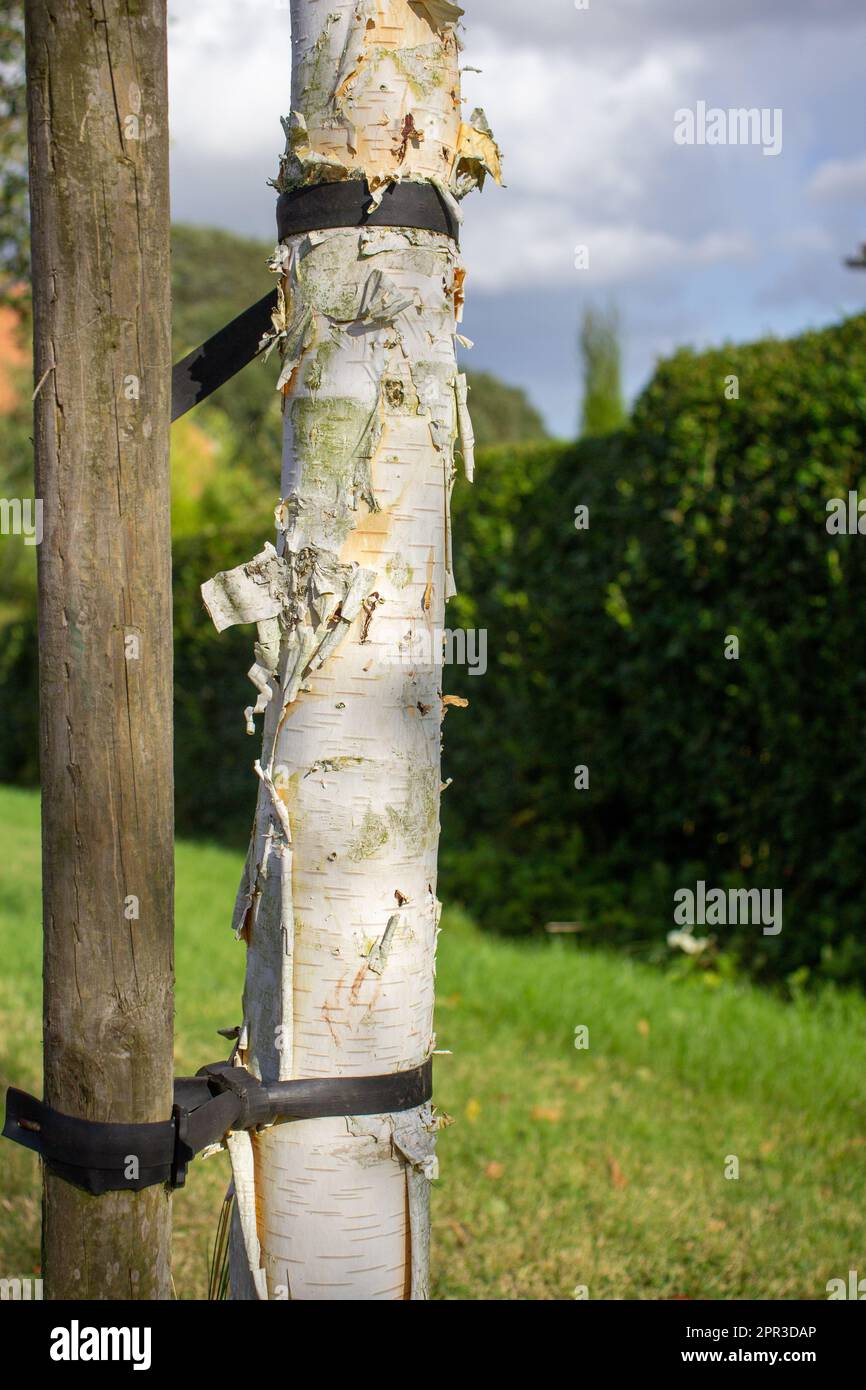Silver Birch tree (betula pendula) and tree stake with plastic ties and a wall and sky in the background Stock Photo
