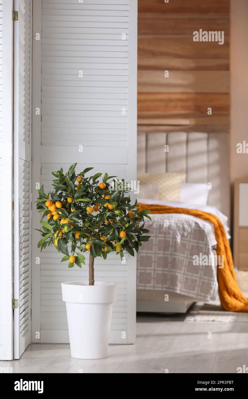 Potted kumquat tree with ripening fruits indoors. Interior design Stock ...