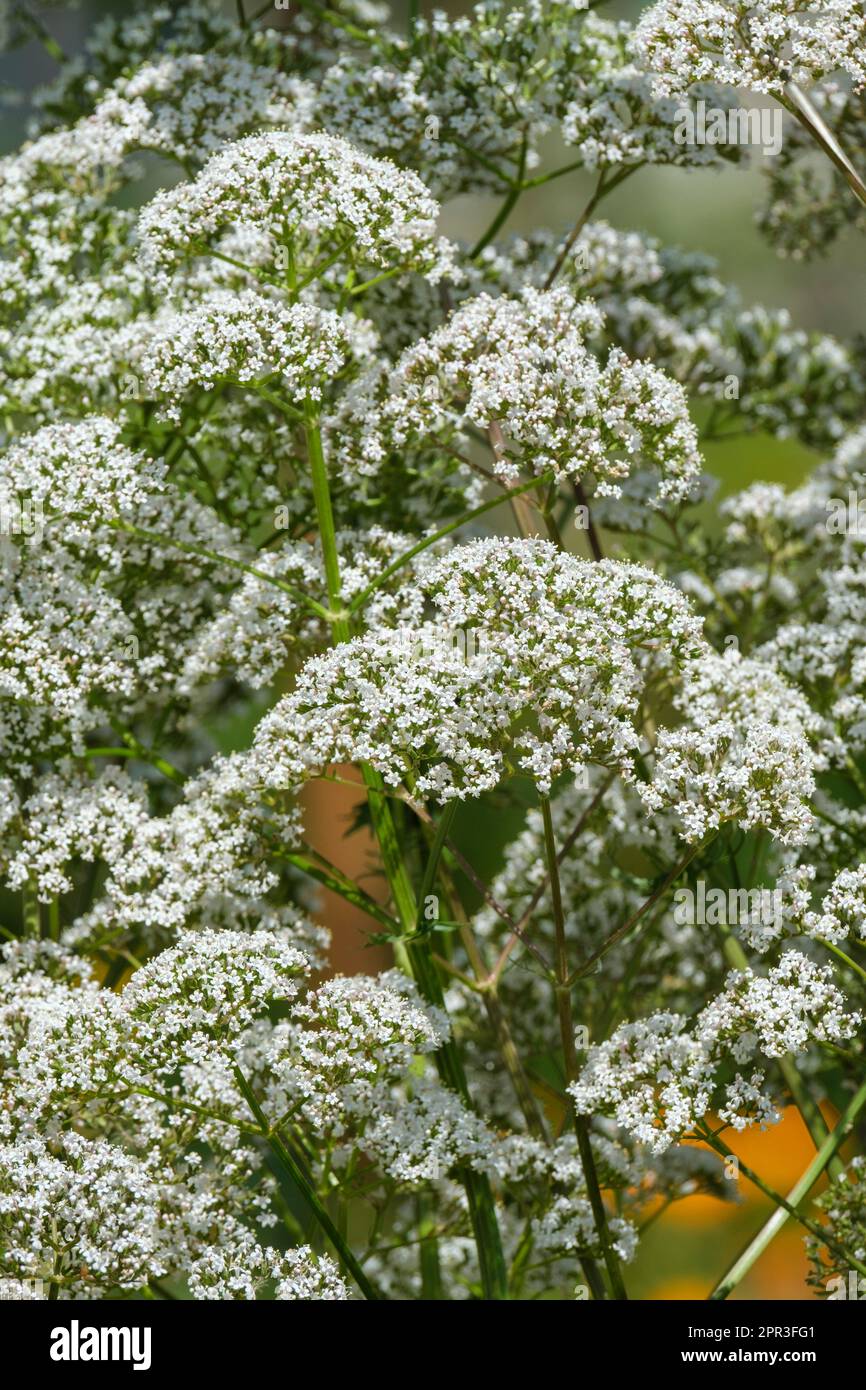 Valeriana officinalis, common valerian, herbaceous perennial clusters of white flowers, Stock Photo