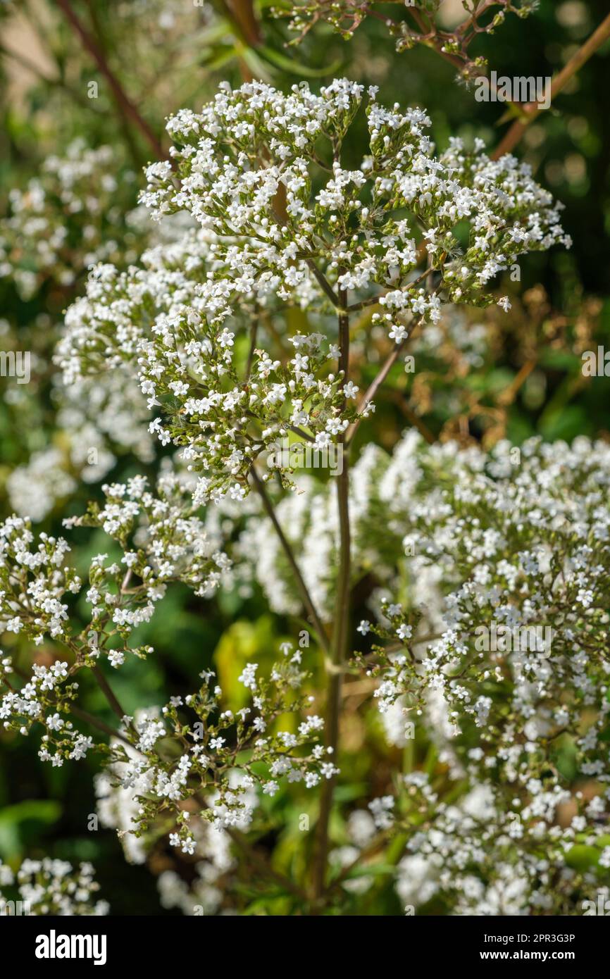 Valeriana officinalis, common valerian, herbaceous perennial clusters of white flowers, Stock Photo