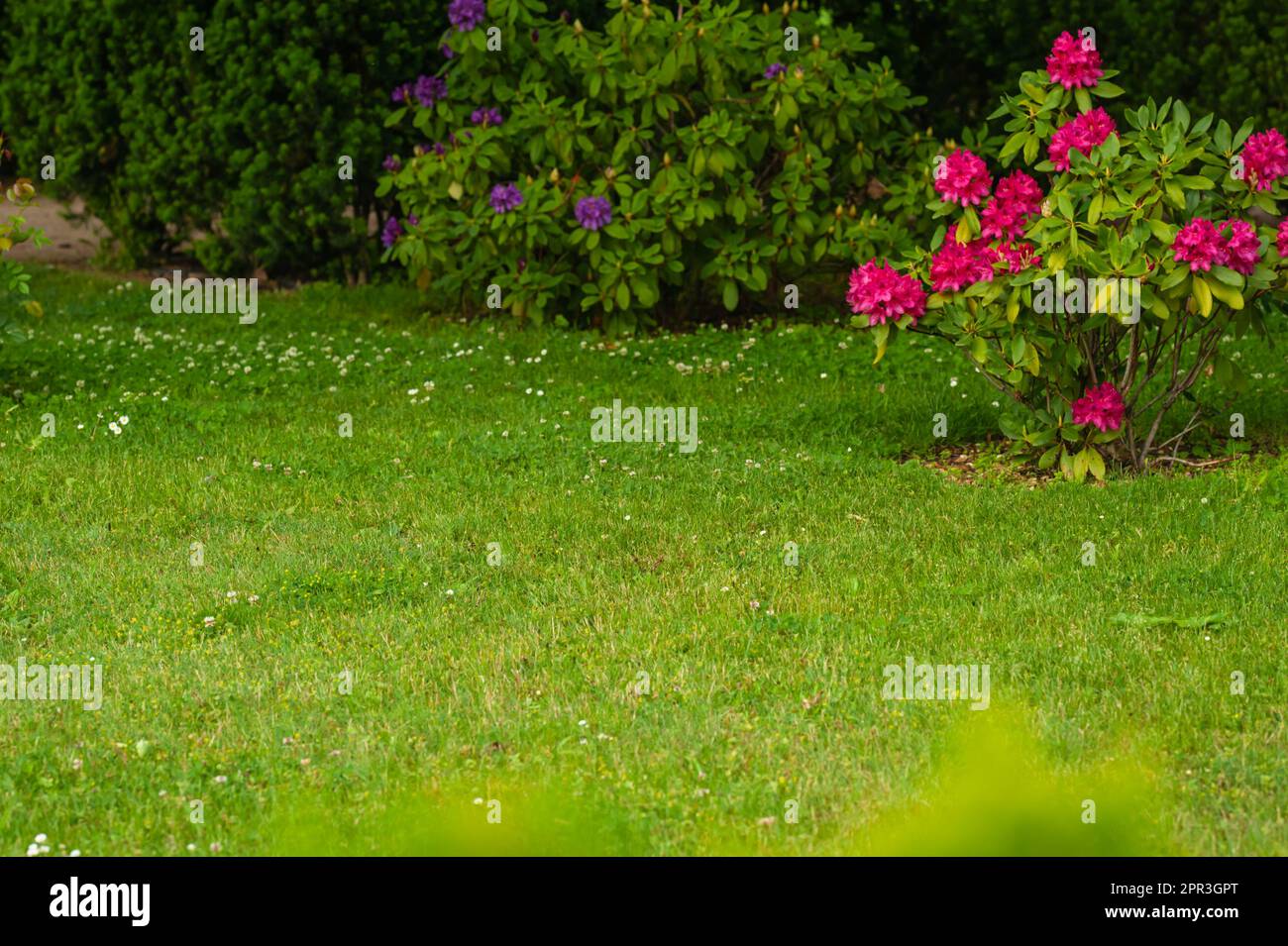 Beautiful green lawn and colorful flowers in garden Stock Photo - Alamy