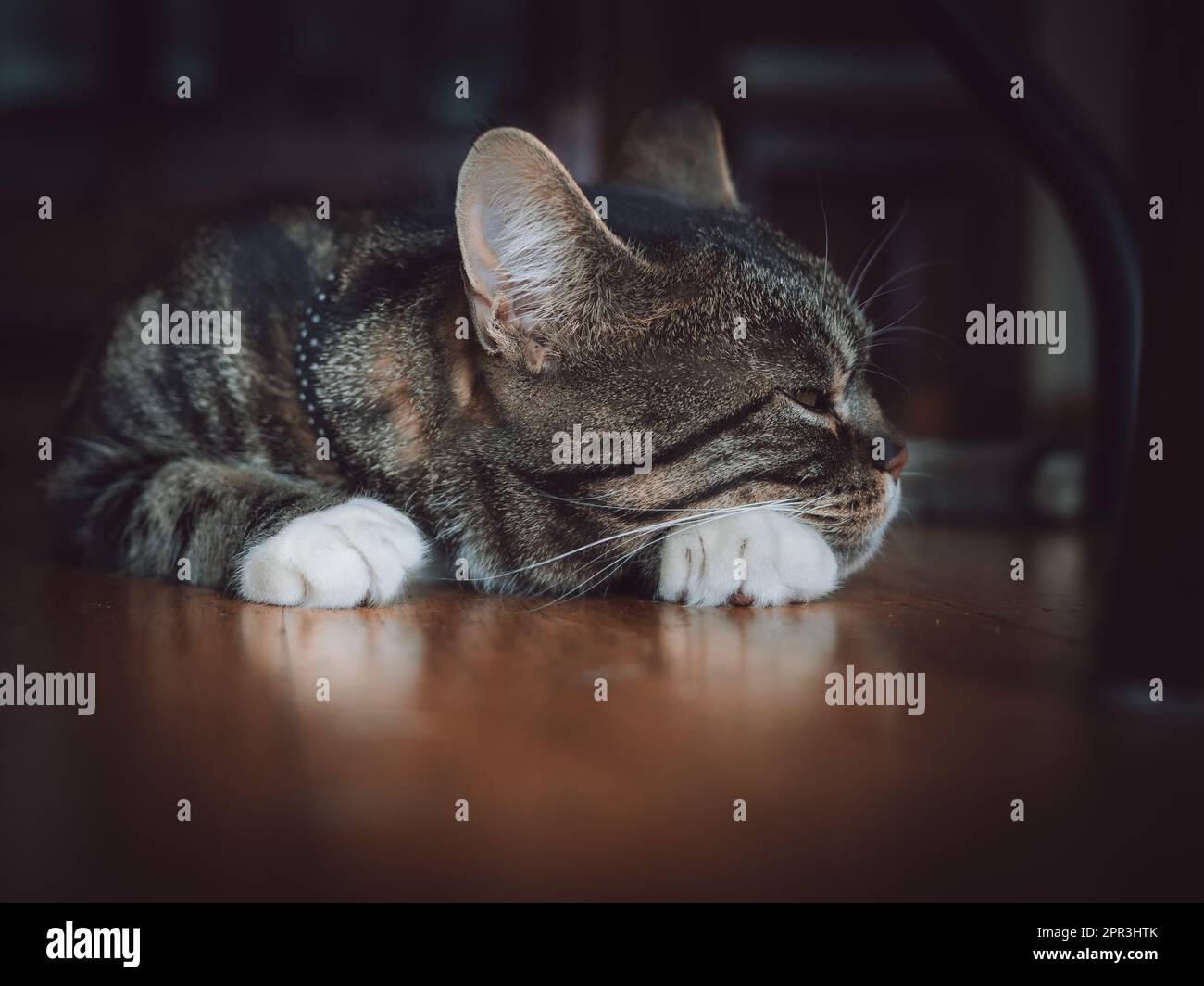 Paw tucked hires stock photography and images Alamy