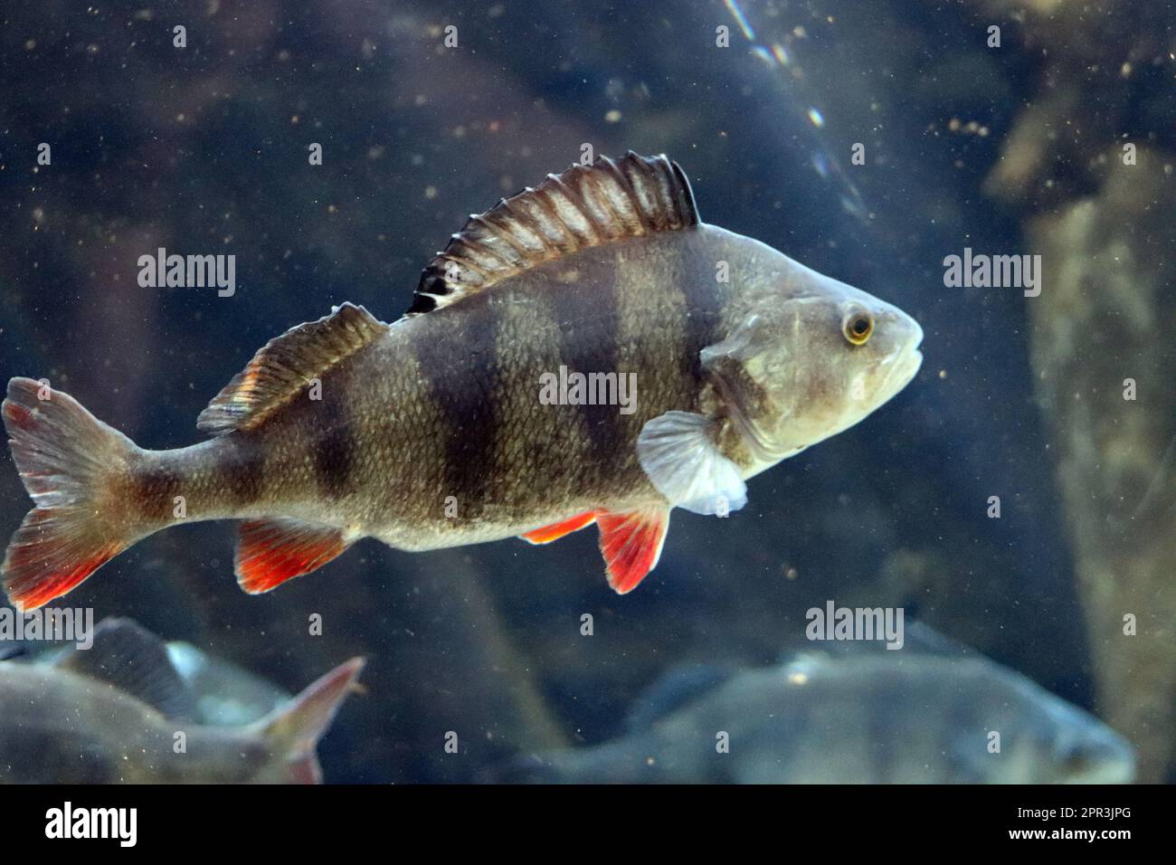 Freshwater germany habitat live living macro minnow minnows natural hi-res  stock photography and images - Alamy