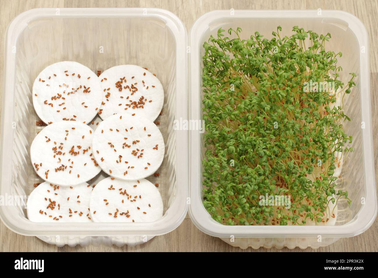 Growing garden cress on absorbent cotton pads and water at home. Garden cress seeds on cotton pads and garden cress sprouts few days later. Stock Photo