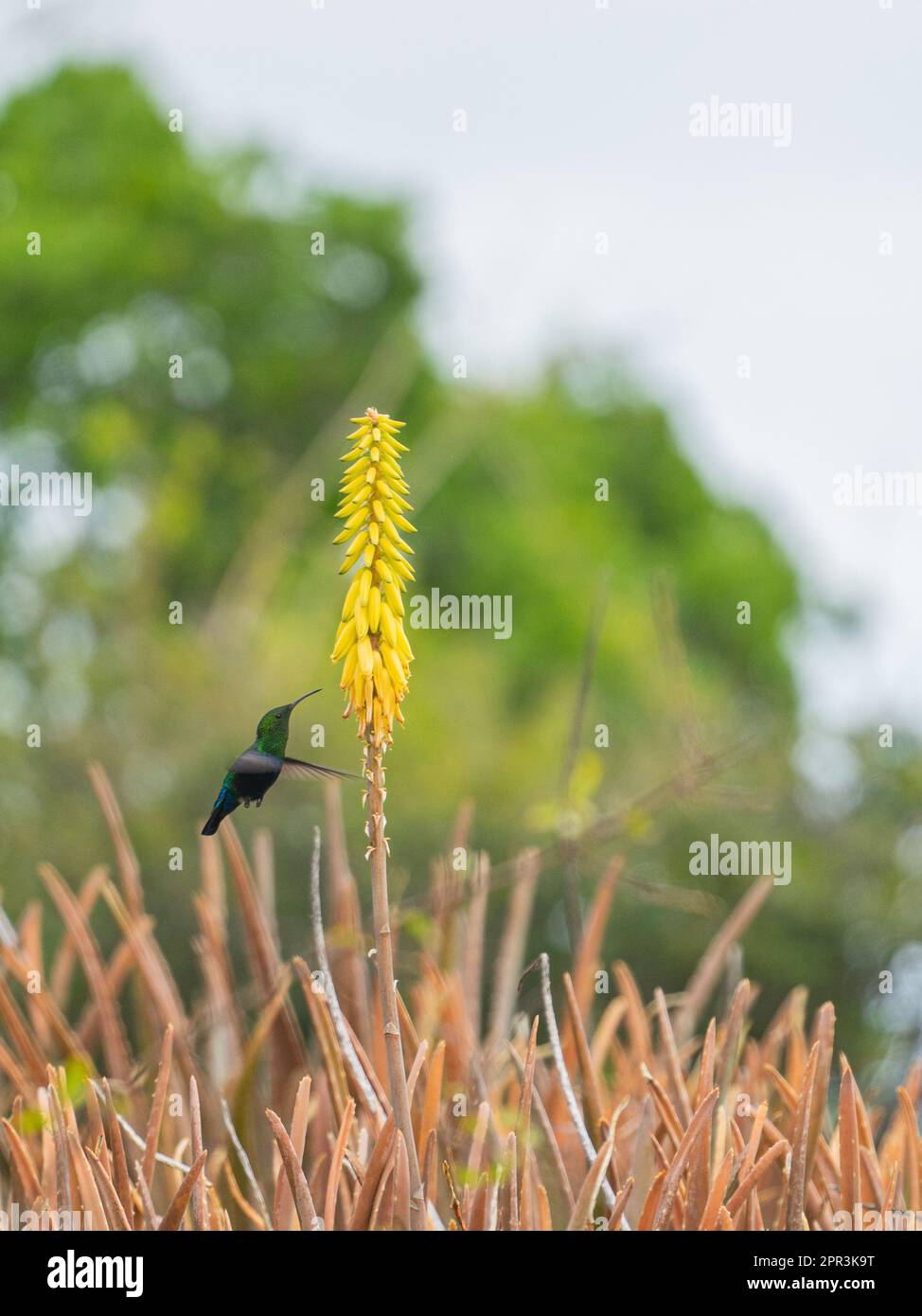 A close-up shot of a small Green-throated carib flying around a yellow Kniphofia in the field Stock Photo