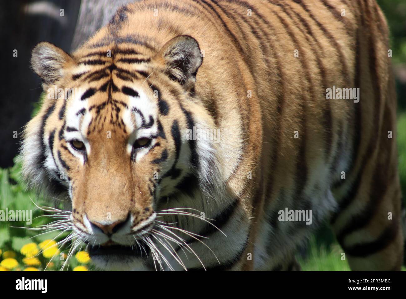 Siberian Tiger Stock Photo