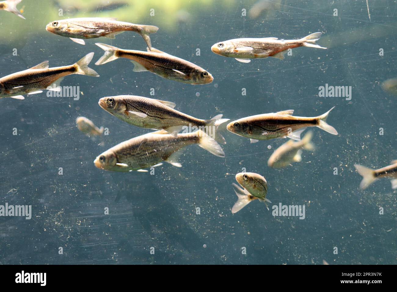 Minnows under water Stock Photo - Alamy