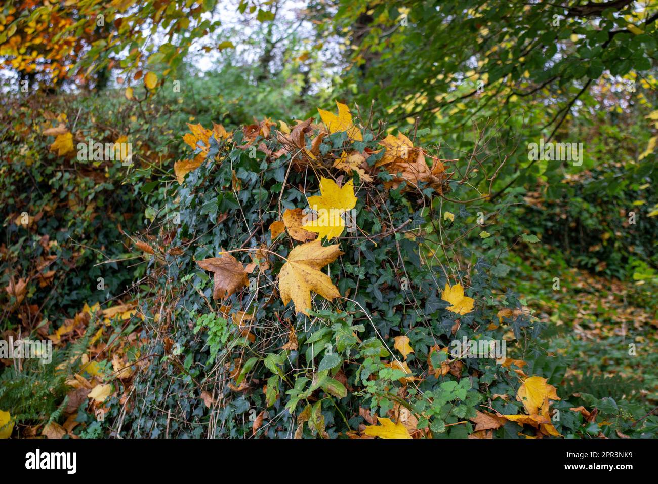 yellow and gold Autumn leaves on an ivy covered bank with trees in the background Stock Photo