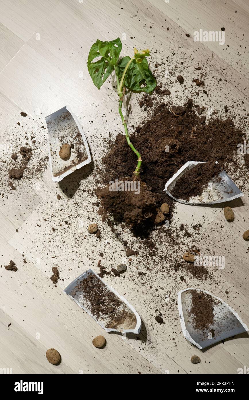 Broken flower pot, damaged houseplant and dirt on the laminate floor in