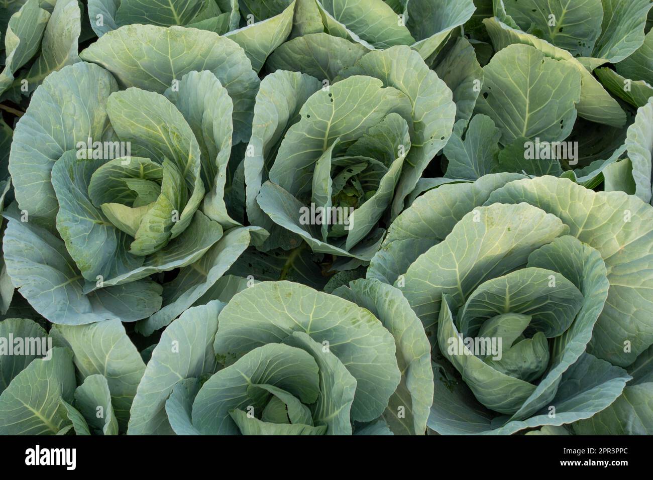 young cabbage plants growing close together Stock Photo Alamy