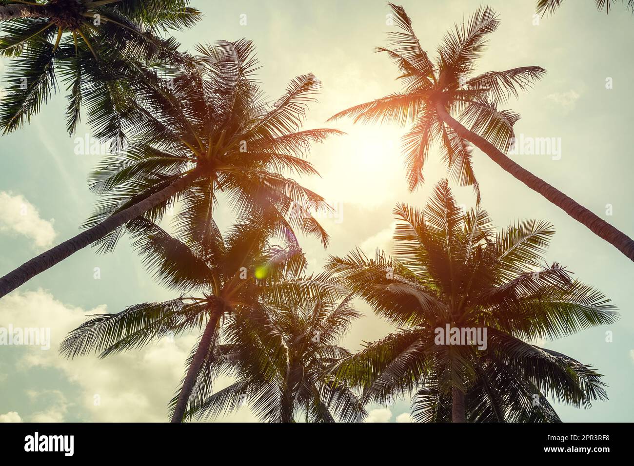 Coconut palm trees on cloudy sky background. Low Angle View. Toned image. Palm trees on the beautiful sunset background. Stock Photo