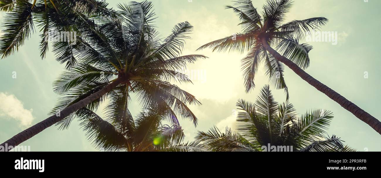 Panorama of coconut palm trees on cloudy sky background. Low Angle View. Toned image. Palm trees on the beautiful sunset background. Stock Photo