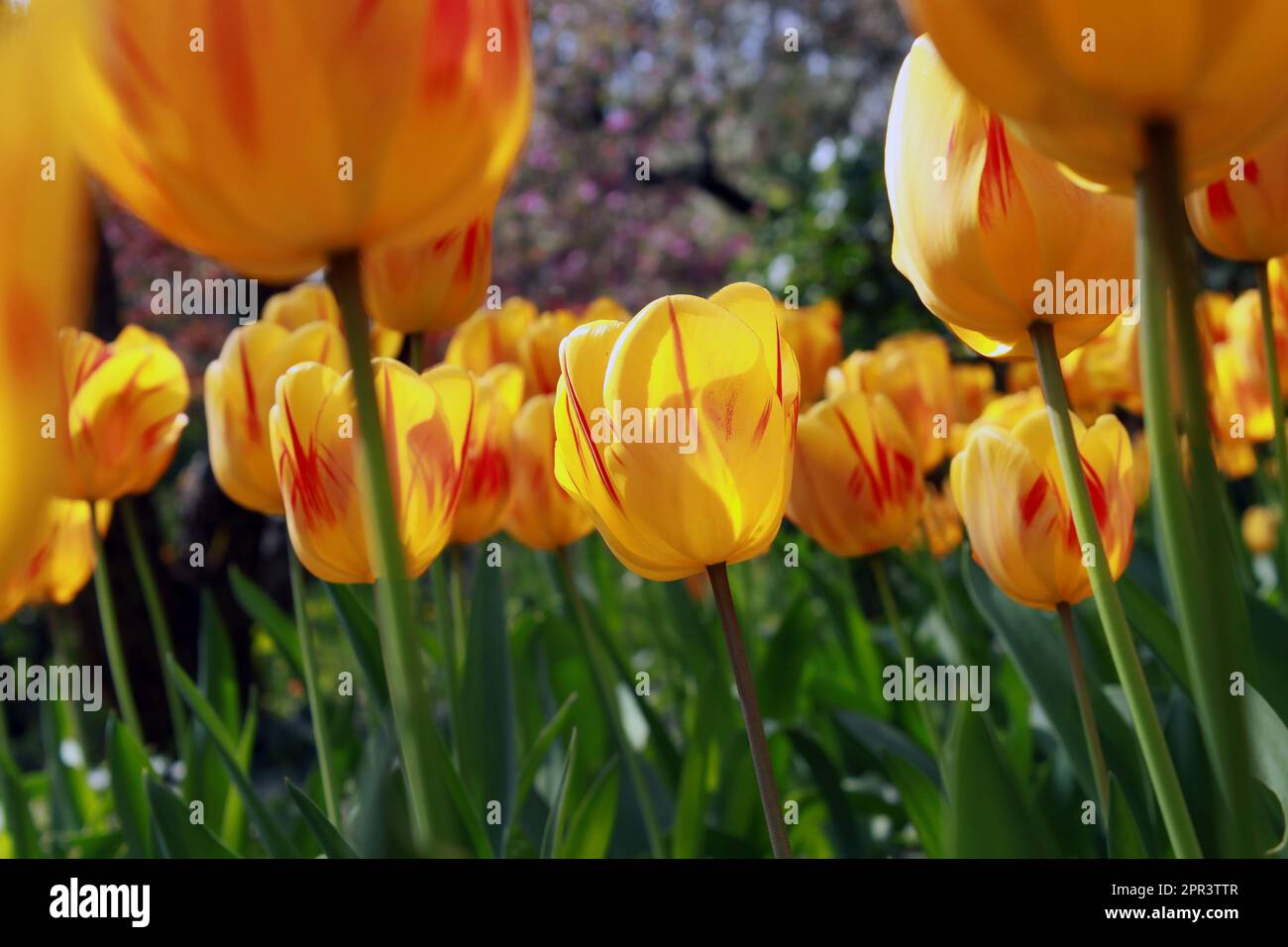 This fantastic picture looks like a forest of big yellow tulip flowers. Stock Photo