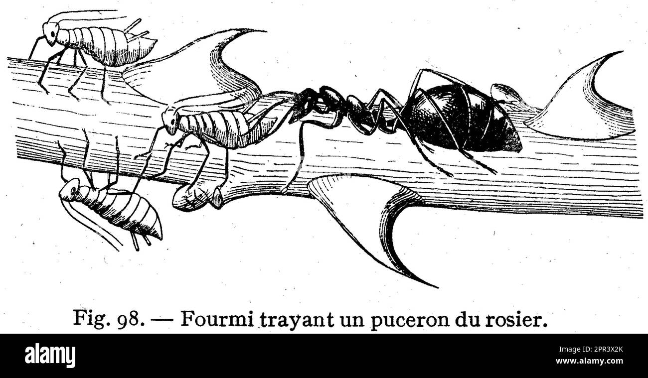 Ancient Insectide Ancient insects Black and White Stock Photos & Images - Alamy