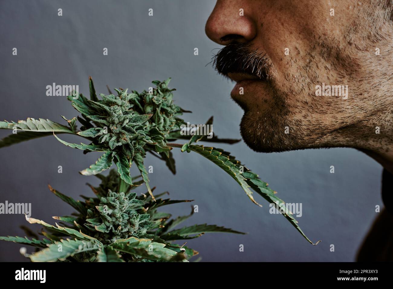 Detail shot of a young man smelling a bud of marijuana on a gray