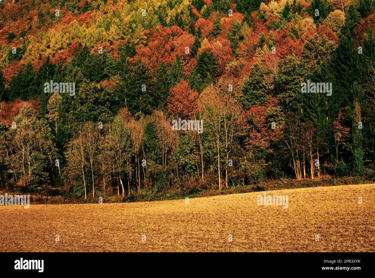 Autumn lanscape of field and forest near Klagefnurt Austria Stock Photo
