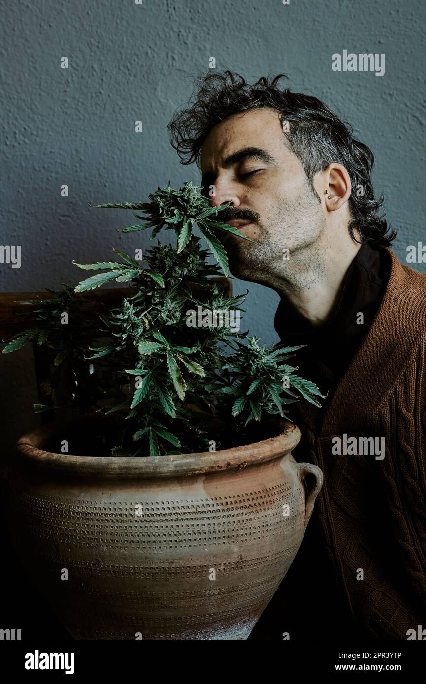 a young brown-haired man enjoying, smelling, touching, and relighting himself next to his marijuana plant. Cannabis concept. Stock Photo