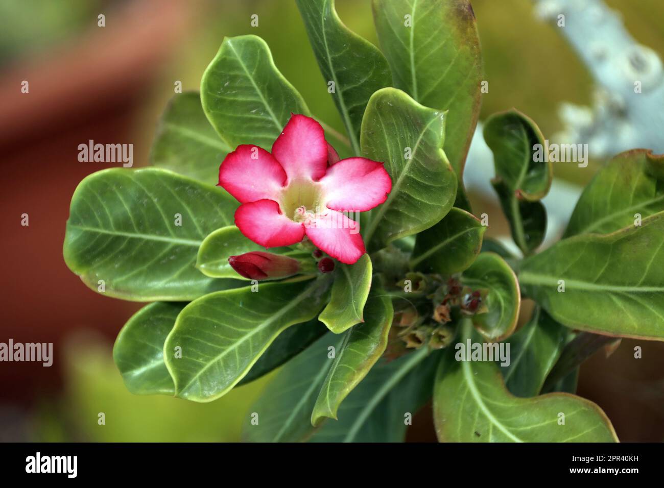 desert rose (Adenium obesum), blooming, Canary Islands, Gran Canaria Stock Photo Alamy