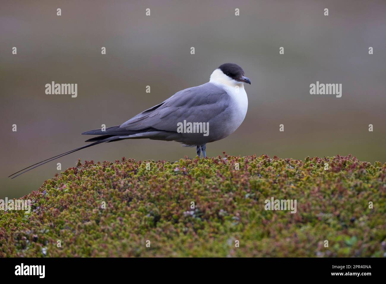 long-tailed skua (Stercorarius longicaudus), standing in halophytes, side view, Scandinavia Stock Photo