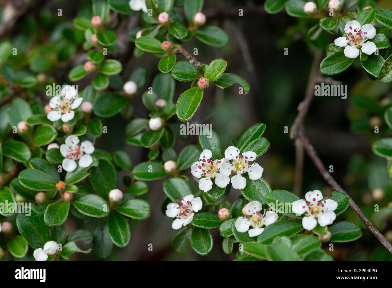 Bearberry Cotoneaster, Cotoneaster Dammeri, Flowers Stock Photo