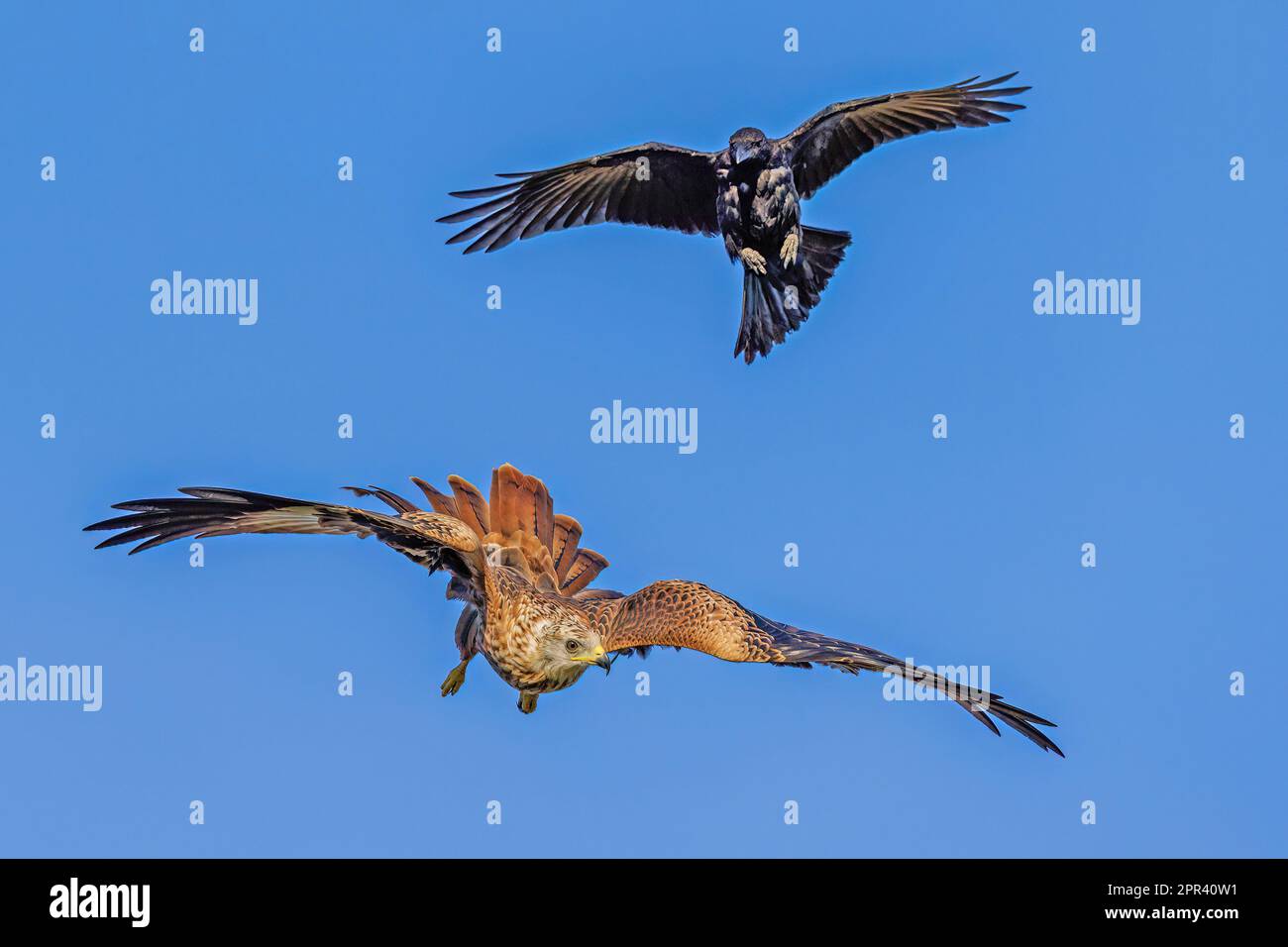red kite (Milvus milvus), carrion crow chasing away red kite in flight
