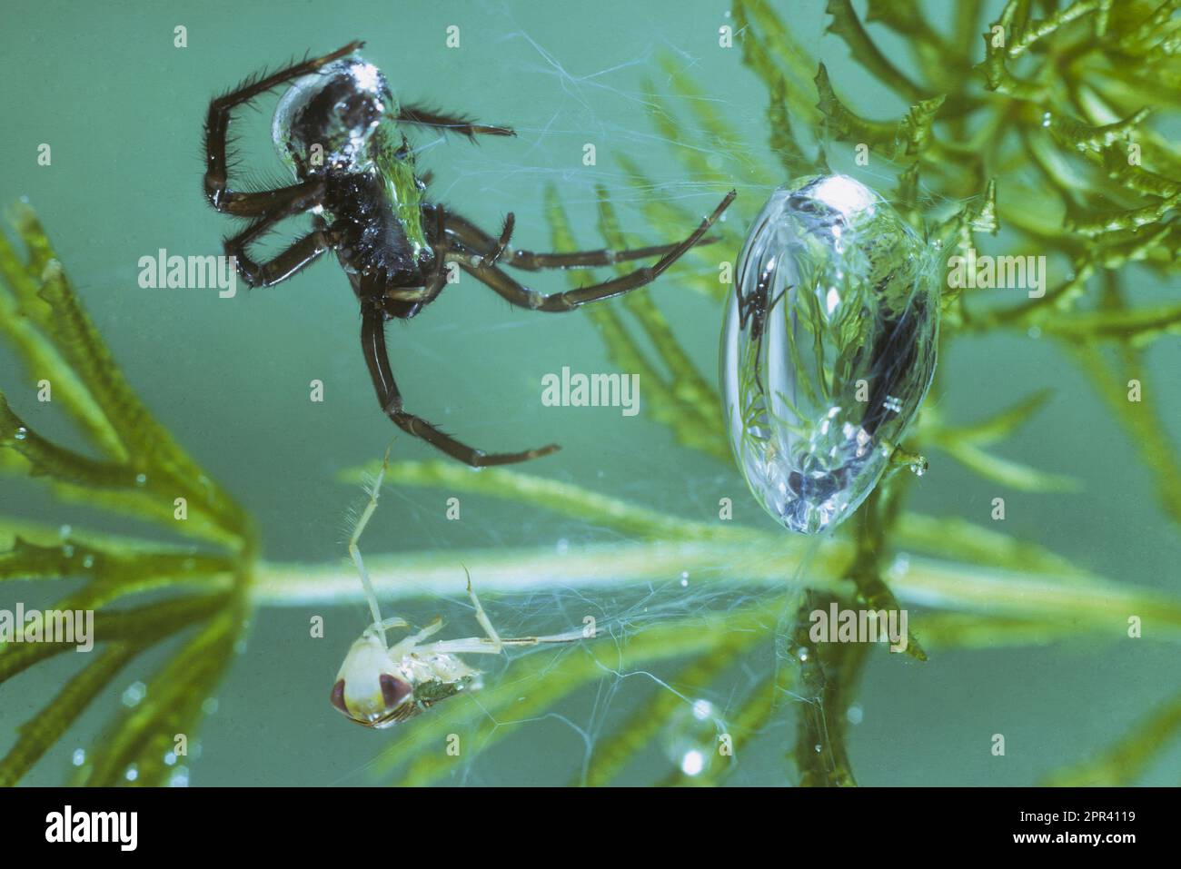 European water spider aquatica), female at the nest, diving