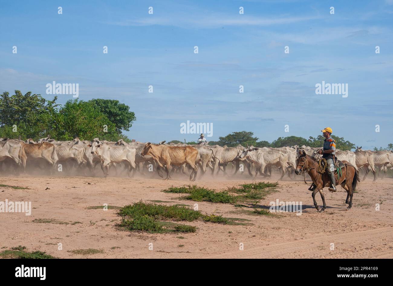 A herd of cattle is driven by gauchos to a rotational pasture, Venezuela, Apure, Hato El Cedral Stock Photo