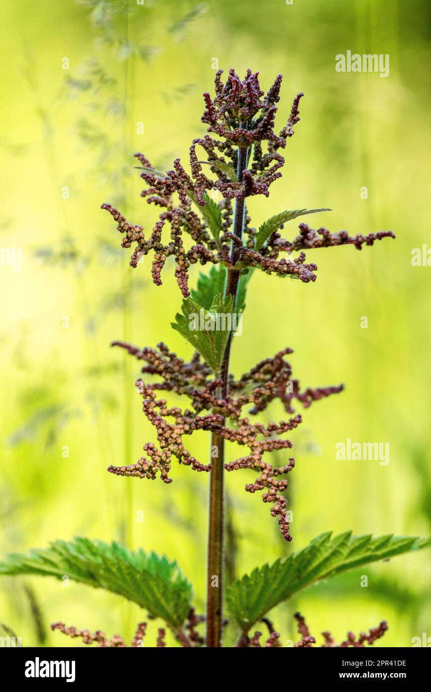 common nettle, stinging nettle, nettle leaf, nettle, stinger (Urtica