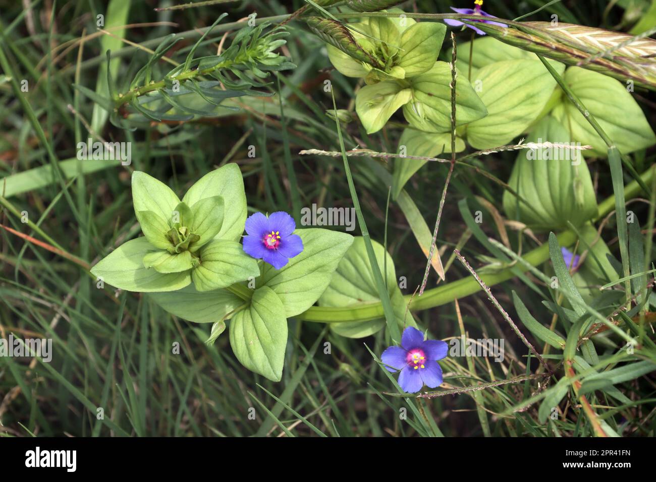 common pimpernel, scarlet pimpernel, poor man's weatherglass (Anagallis arvensis var. caerulea, Amagallis arvensis subsp. latifolia), blooming, Stock Photo
