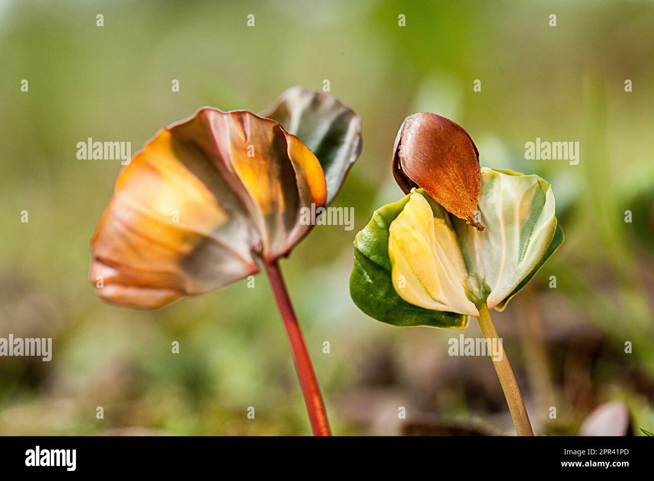 common beech (Fagus sylvatica), seedlings in backlight, Germany Stock Photo