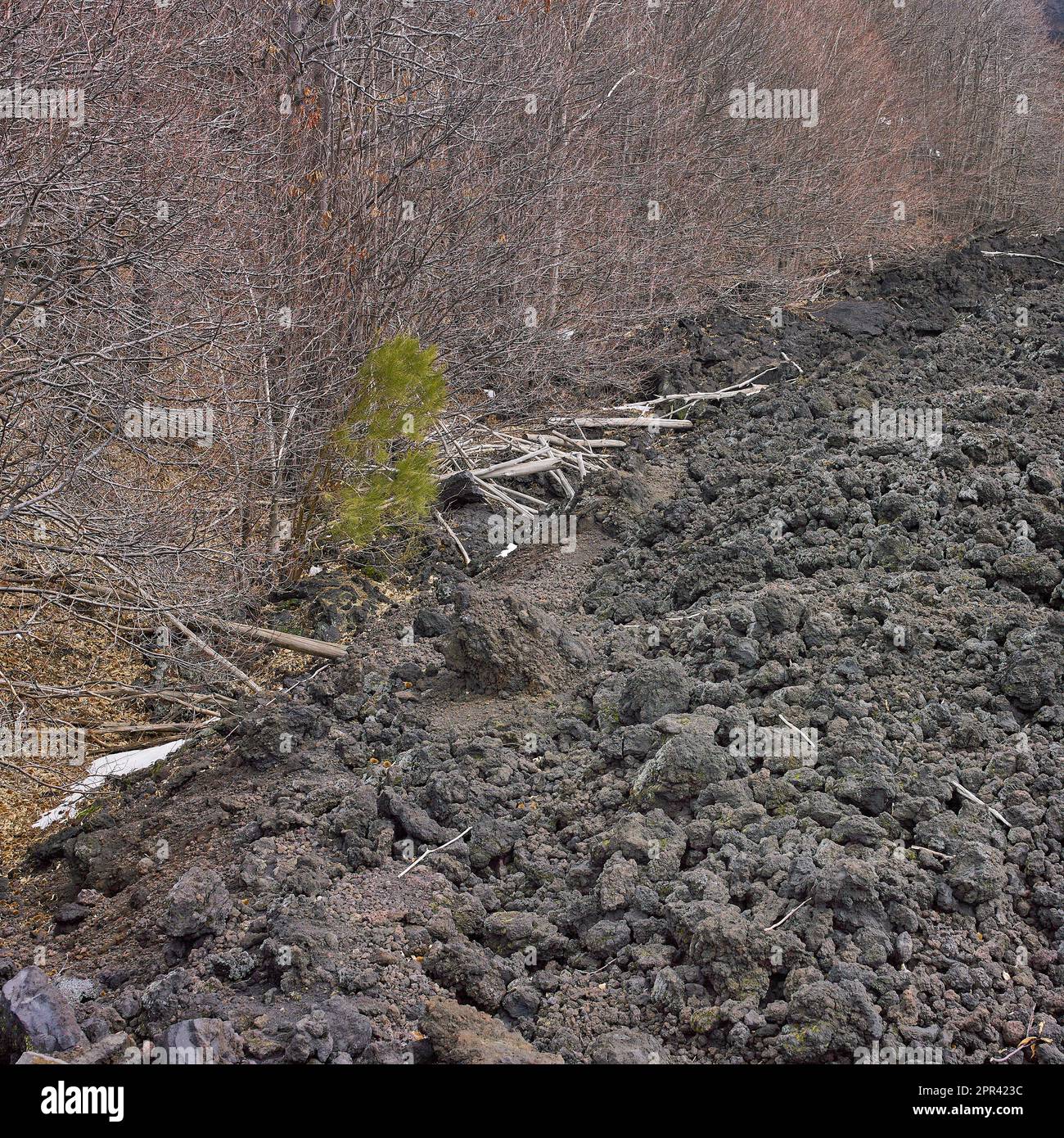 Lava flow has passed through a forest stand, Italy, Sicilia, Vilino Platania Stock Photo