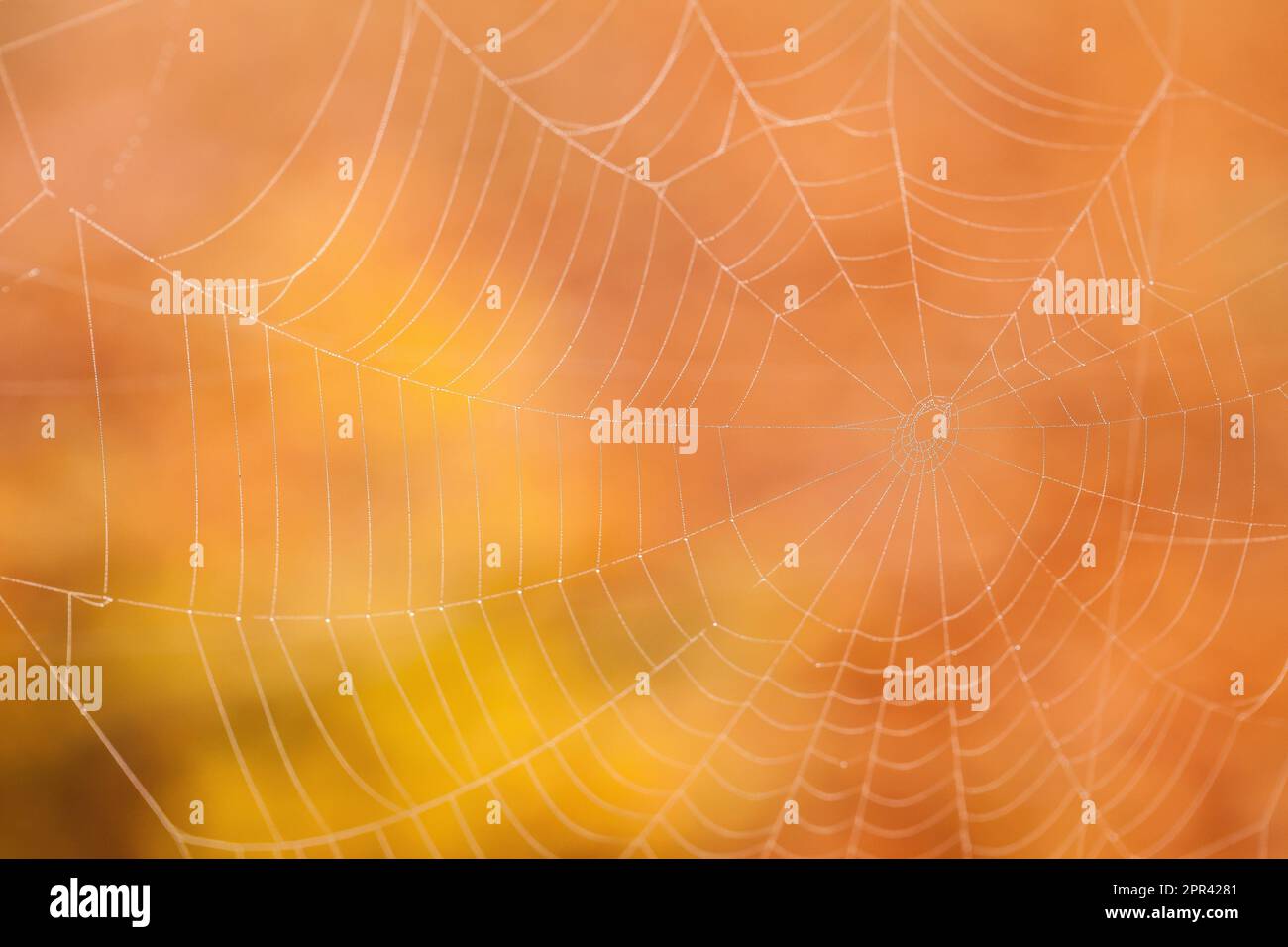spider web in autumn, Germany Stock Photo