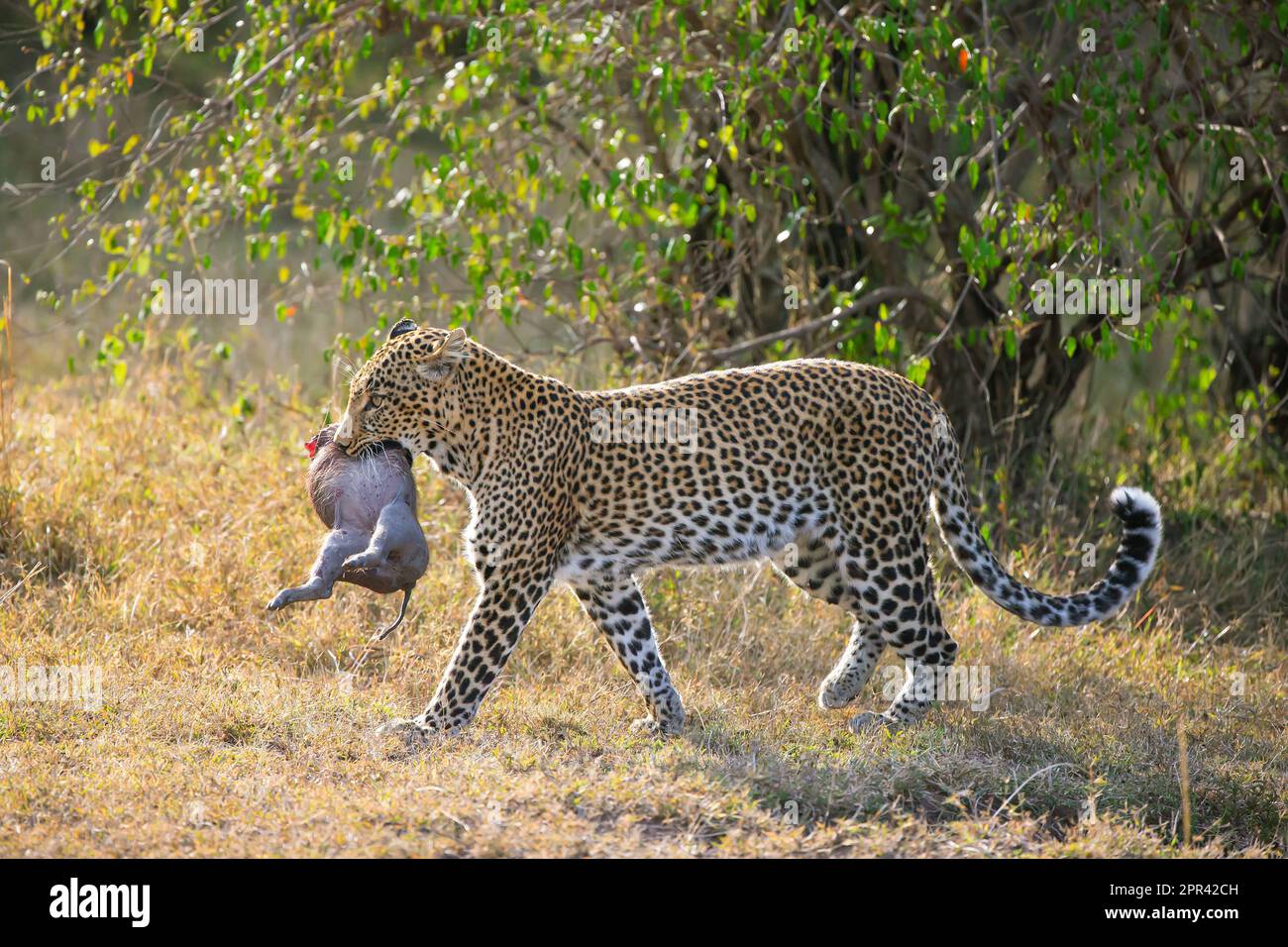 leopard (Panthera pardus), leopardess with captured baby warthog in her